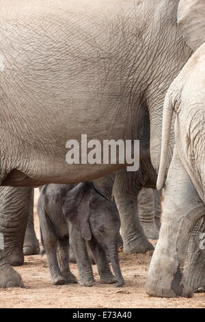 Elefante africano (Loxodonta africana) nuovo nato di vitello, Addo Elephant National Park, Sud Africa e Africa Foto Stock