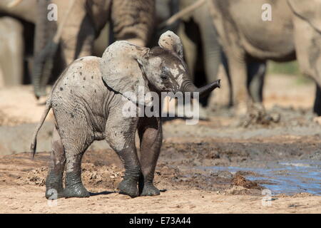 Africa vitello di elefante africano (Loxodonta africana) a Hapoor waterhole, Addo Elephant National Park, Sud Africa e Africa