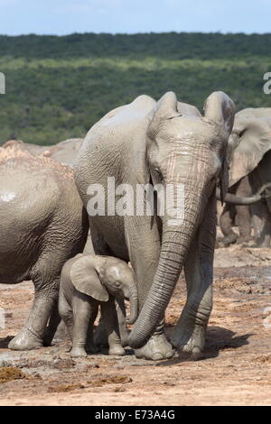 Elefante africano la madre e il bambino a Hapoor waterhole, Addo Elephant National Park, Capo orientale, Sud Africa Foto Stock