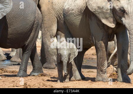 Elefante africano baby con allevamento a Hapoor waterhole, Addo Elephant National Park, Capo orientale, Sud Africa Foto Stock