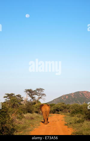 Bull elefante africano (Loxodonta africana) passeggiate off, riserva Madikwe, nord ovest della provincia, Sud Africa e Africa Foto Stock
