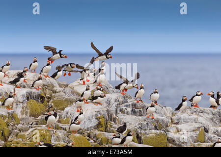 Atlantic pulcinelle di mare (Fratercula arctica) prendere il volo dalla cima di una scogliera, interno farne, farne Islands, Northumberland, Inghilterra Foto Stock