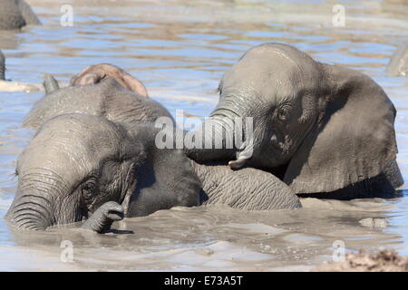 Elefante africano (Loxodonta africana) giocando in acqua, Addo Elephant National Park, Sud Africa e Africa Foto Stock