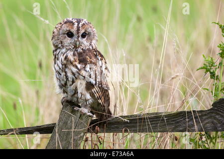 Allocco (Strix aluco), captive, Regno Unito, Europa Foto Stock