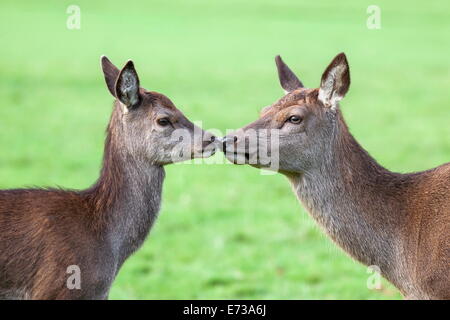 Red Deer hind con giovani (Cervus elaphus), Arran, Scotland, Regno Unito, Europa Foto Stock