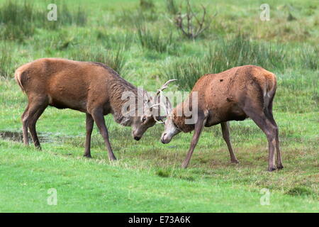 Red Deer stags sparring (Cervus elaphus), Arran, Scotland, Regno Unito, Europa Foto Stock
