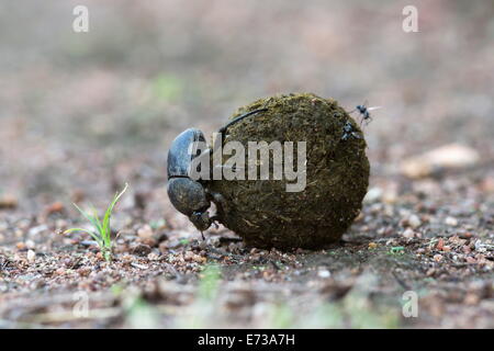 Dung beetle rolling ball si è fatta di sterco di zebra, Parco Nazionale di Pilanesberg, nord ovest della provincia, Sud Africa Foto Stock