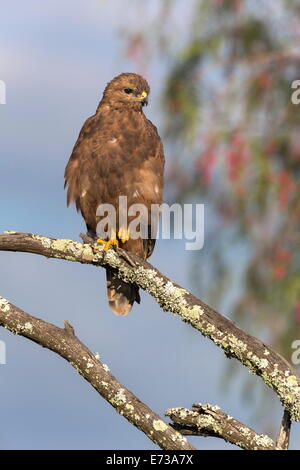 Steppa poiana (Buteo vulpinus), Mountain Zebra National Park, Capo orientale, Sud Africa e Africa Foto Stock