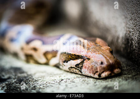 Python Reticulatus, è tra le più lunghe di specie di serpenti e rettili esistenti nel mondo. Fotografato usando Nikon-D800E. Foto Stock