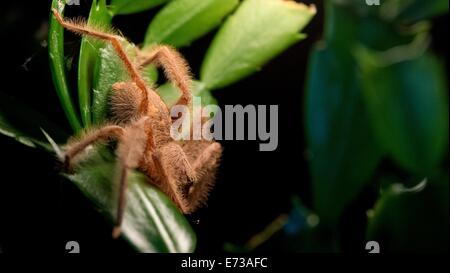 Monaco di Baviera, Germania. 5 Sep, 2014. Un heteropoda davidbowei spider appoggia nel suo terrario presso il Museo dell'uomo e la natura a Monaco di Baviera, Germania, il 5 settembre 2014. Il museo ospita una mostra speciale "Faszination Spinnen' (Fascination ragni) che continua fino al 14 settembre 2014 e introduce i visitatori al mondo affascinante di ragni illustrando numours diverse specie di ragni. Foto: SVEN HOPPE/dpa/Alamy Live News Foto Stock