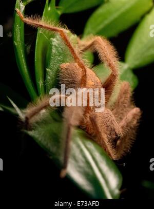 Monaco di Baviera, Germania. 5 Sep, 2014. Un heteropoda davidbowei spider appoggia nel suo terrario presso il Museo dell'uomo e la natura a Monaco di Baviera, Germania, il 5 settembre 2014. Il museo ospita una mostra speciale "Faszination Spinnen' (Fascination ragni) che continua fino al 14 settembre 2014 e introduce i visitatori al mondo affascinante di ragni illustrando numours diverse specie di ragni. Foto: SVEN HOPPE/dpa/Alamy Live News Foto Stock