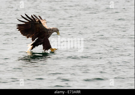 White Tailed Sea Eagle Haliaeetus albicilla afferrando il pesce dalla superficie su The Isle of Mull, Scozia Foto Stock