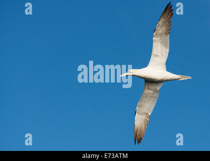 Gannett, Morus bassanus in volo sopra l'Isle of Mull, Scozia Foto Stock