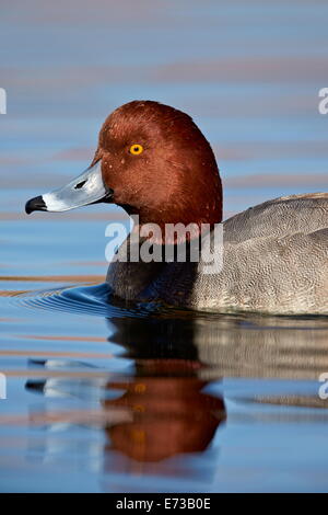 Redhead (Aythya americana) nuoto, Clark County, Nevada, Stati Uniti d'America, America del Nord Foto Stock