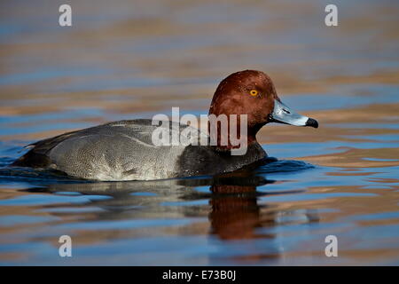 Redhead (Aythya americana) nuoto, Clark County, Nevada, Stati Uniti d'America, America del Nord Foto Stock