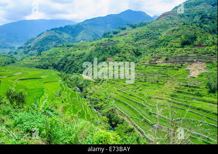 Hapao terrazze di riso di Banaue, Sito Patrimonio Mondiale dell'UNESCO, Luzon, Filippine, Sud-est asiatico, in Asia Foto Stock