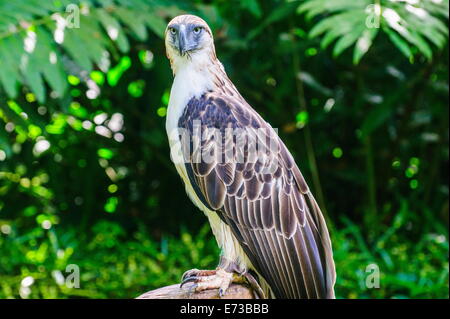 Philippine eagle (Pithecophaga jefferyi) (scimmia-eating eagle), Davao, sull isola di Mindanao, Filippine, Sud-est asiatico, in Asia Foto Stock