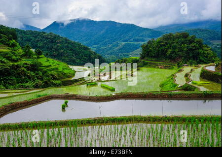 Le terrazze di riso di Banaue, Sito Patrimonio Mondiale dell'UNESCO, Northern Luzon, Filippine, Sud-est asiatico, in Asia Foto Stock