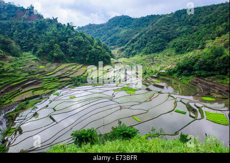 Le terrazze di riso di Banaue, Sito Patrimonio Mondiale dell'UNESCO, Northern Luzon, Filippine, Sud-est asiatico, in Asia Foto Stock