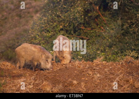 Indian il cinghiale (Sus scrofa cristatus), il Parco nazionale di Ranthambore, Rajasthan, India, Asia Foto Stock