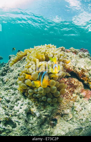 Mar Rosso anemonefish coppia e Bubble anemone, Naama Bay, a Sharm El Sheikh, Mar Rosso, Egitto Foto Stock