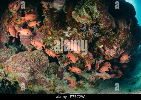 Piccola scuola di Blotcheye soldierfish (Myripristis murdjan), Naama Bay, a Sharm El Sheikh, Mar Rosso, Egitto, Nord Africa Foto Stock