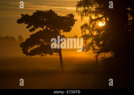 Usedom, Germania. Il 29 agosto, 2014. Il sole sorge sopra la mattina presto la nebbia vicino a Wolgast, sull'isola di Usedom, Germania, 29 agosto 2014. Foto: Stefan Sauer/dpa/Alamy Live News Foto Stock