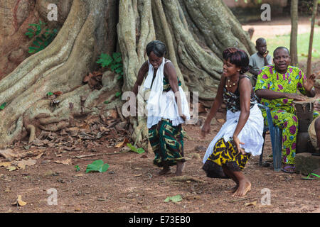 Africa, Benin, Ouidah. Donne locali di eseguire la tradizionale danza voodoo nella parte anteriore della struttura iroko in Kpasse Bosco Sacro. Foto Stock