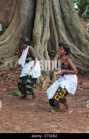 Africa, Benin, Ouidah. Donne locali di eseguire la tradizionale danza voodoo nella parte anteriore della struttura iroko in Kpasse Bosco Sacro. Foto Stock