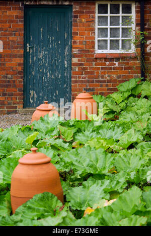 La forzatura di pentole e rabarbaro (Rheum rhabarbarum) lascia a Rode Hall Staffordshire Foto Stock