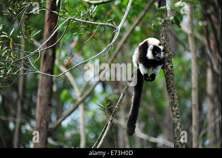 Madagascar, Andasibe, Ile aux Lemuriens, Coquerel il sifaka (Propithecus coquereli) nella foresta. Foto Stock