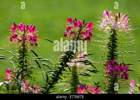 Cleome Spider fiore, annuale primo piano fiori Foto Stock