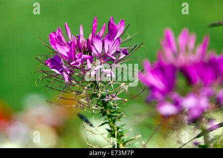 Cleome spinosa Spider flower, vicino dei fiori Foto Stock