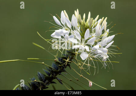 Fiore di ragno, fiore di cleome primo piano fiori bianchi Foto Stock