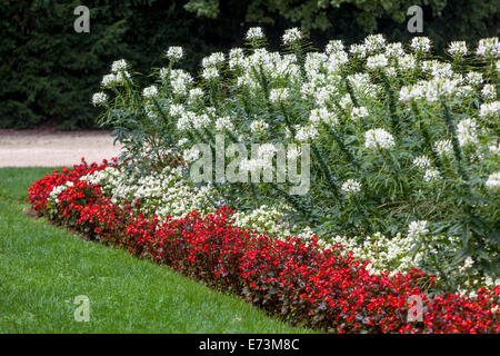 Giardino di fiori Cleome hassleriana letto di fiori di ragno bianco, piante combinate, fiori fioriti in aiuola bella pianta da giardino begonias Foto Stock