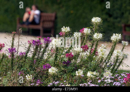 Cleome fioritura in un letto colorato fiore giardino, percorso giardino e panca biancheria da letto che costeggiano il percorso Foto Stock