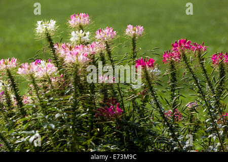 Fiore di ragno, fiori di Cleome in fiore Foto Stock