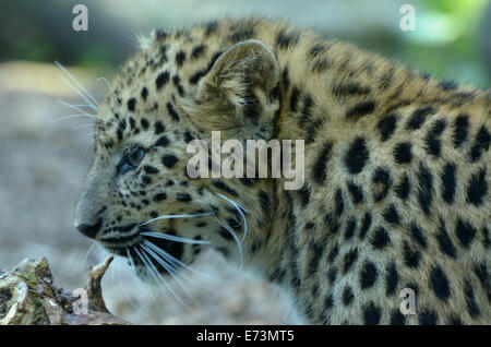 Amur leopard (Panthera pardus orientalis) è una sottospecie di leopard nativo della regione di Primorye del sud est della Russia. Foto Stock