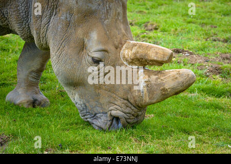 Close-up di un Rhino mangiare erba in un campo verde Foto Stock