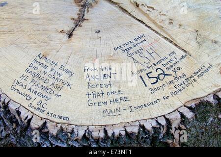 Il moncone di 152 anni frassino verde ucciso da emerald ash borer. Natura storica del frassino posto sulla struttura ad albero con un pennarello. Foto Stock