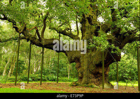 Mighty Oak Tree, Grande Quercia, Robin Hood's principio nascondiglio Foto Stock