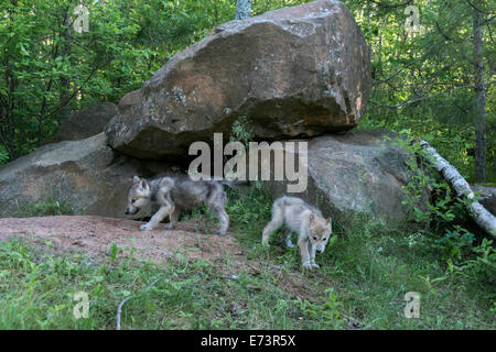 Coppia di cuccioli di lupo da un den, nei pressi di arenaria, Minnesota, Stati Uniti d'America Foto Stock