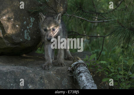 Cucciolo di lupo in una sunbeam, nei pressi di arenaria, Minnesota, Stati Uniti d'America Foto Stock