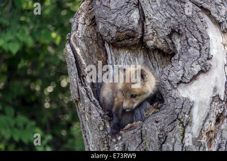 Kit Fox su un albero morto, nei pressi di arenaria, Minnesota, Stati Uniti d'America Foto Stock