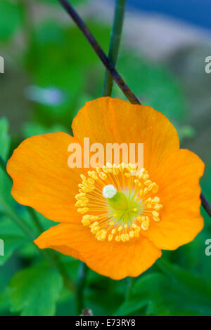 Islanda papavero, Papaver nudicaule, close-up dettaglio di un singolo fiore di arancia con giallo stame contro una foglia verde dello sfondo. Foto Stock