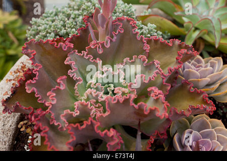 Echeveria Coral Reef pianta rossa - USA Foto Stock