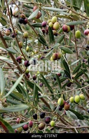 La maturazione delle olive sull albero nella Barossa Valley in Australia Foto Stock