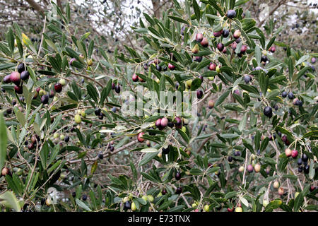 La maturazione delle olive sull albero nella Barossa Valley in Australia Foto Stock