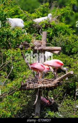 Smith Oaks Bird Sanctuary su Alta Island, vicino a Galveston, Texas, Stati Uniti d'America Foto Stock
