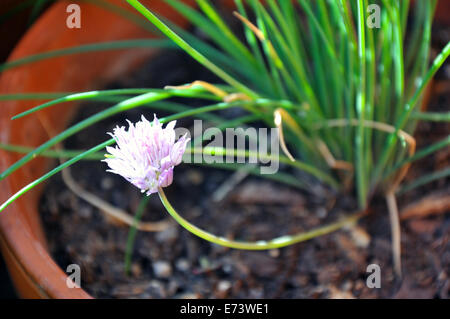 Erba cipollina di fioritura Foto Stock